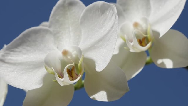 Close-up of moth orchid cultivated plant outdoor  footage - Phalaenopsis amabilis flower 
