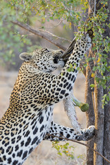 Strong and hungry leopard catch a rock python