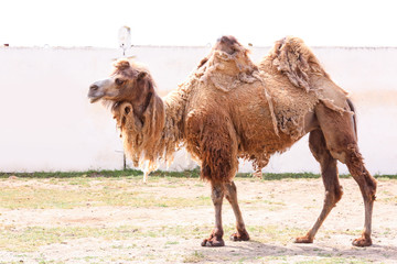 Two-humped camel in zoological garden