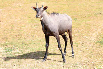 Cute neelgai antelope in zoological garden