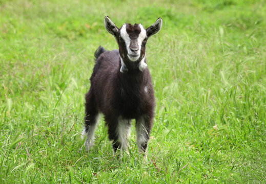 Cute funny goatling in green meadow