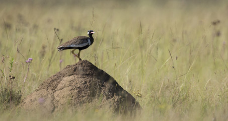 Northern Black Korhaan standing on an ant nest