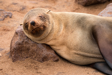 Fototapeta premium Cape fur seal resting on the Skeleton Coast, Namibia