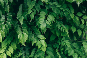 Green leaves wall