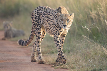 Female cheetah walking along a road to her cub