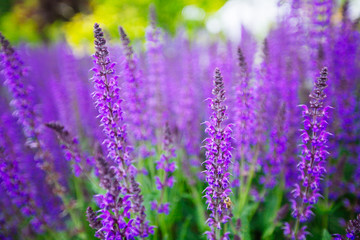 Blue Salvia (salvia farinacea) flowers blooming