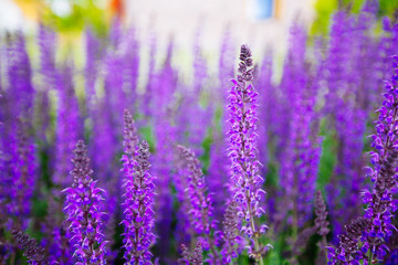 Blue Salvia (salvia farinacea) flowers blooming