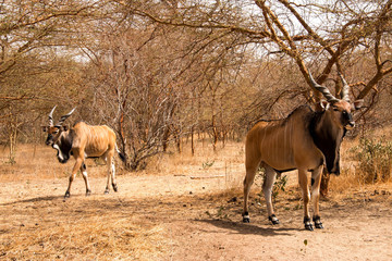 Giant eland in the Bandia Reserve, Senegal