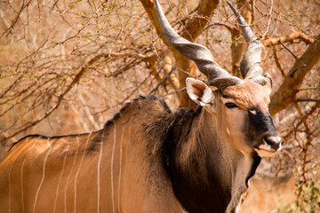 Giant eland in the Bandia Reserve, Senegal