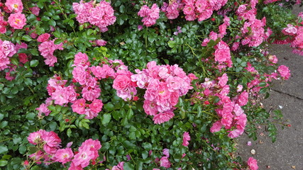 Rosa Blumen