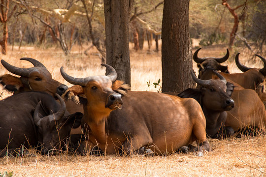 African forest buffalo in Bandia Reserve in Senegal, West Africa