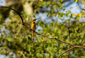 Little Bee-eater on the Gambia River in Senegal, West Africa