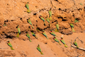 Red-throated bee-eaters next to the Gambia River in Senegal, West Africa