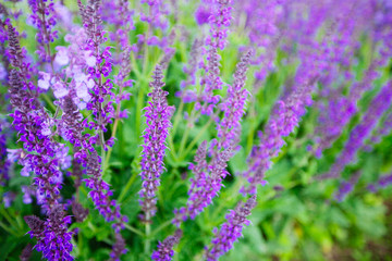 Blue Salvia (salvia farinacea) flowers blooming