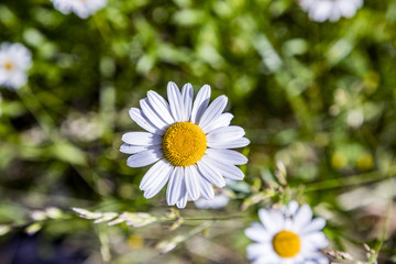 Obraz premium detail of blooming daisy flower