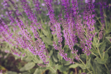 Blue Salvia (salvia farinacea) flowers blooming