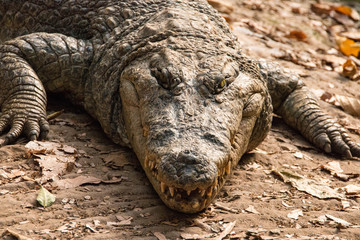 Obraz premium Close up of a crocodile in the Gambia River, Gambia