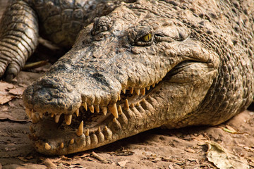 Obraz premium Close up of a crocodile in the Gambia River, Gambia