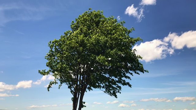 Wind blowing through tree