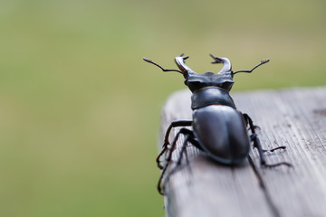 Stag beetle Lucanus cervus on wood. Red List rare insect macro view, shallow depth field. Selective focus