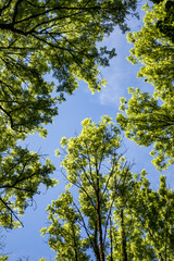Fototapeta premium pattern of green leaves under blue sky