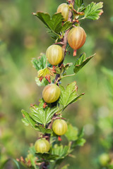 Raw gooseberry fruit bush. Summer farmers garden scene. Selective focus. Shallow depth field photo