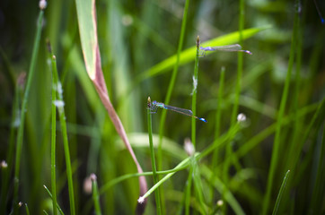 Dragonfly on the grass