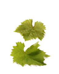 young twisting wine leaf isolated on white
