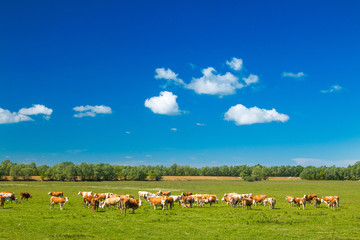      Cows on farm in nature park Lonjsko polje, Croatia 