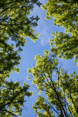 pattern of green leaves under blue sky