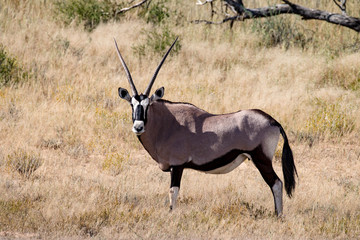 Safari in Kgalagadi Transfrontier Park, South Africa