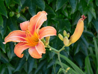 Blooming orange lilies, natural outdoor background in the Czech Republic