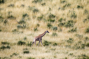 Safari in Kgalagadi Transfrontier Park, South Africa
