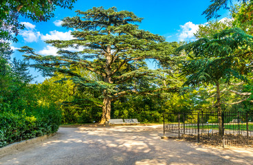Obraz premium Cedar of Lebanon in a landscape park on the southern coast of the Crimea