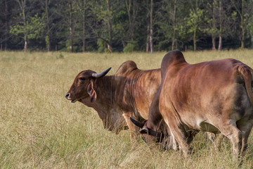 Brahman Cattle