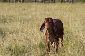 Brahman Calf Looking up