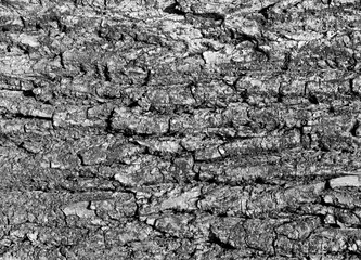 Tree bark texture in black and white