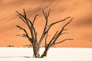 Fototapeta na wymiar Deadvlei, Sossusvlei, Namibia