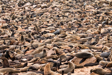 Cape fur seal colony, Namibia