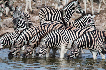 Obraz na płótnie Canvas Zebras at a waterhole in Etosha National Park, Namibia
