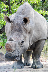 Obraz premium White rhino in Matobo National Park, Zimbabwe