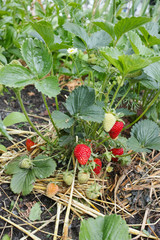 Ripe berry on a bush of a strawberry