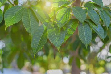 Obraz premium leaf of rubber tree With sun light