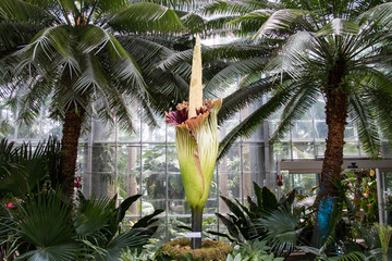 Corpse flower, Titan arum