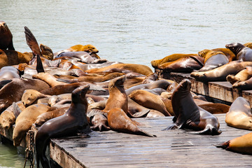 Sea lions at pier 39 in San Francisco, California, United States