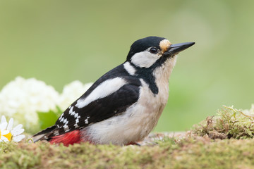 Woodpecker 0101