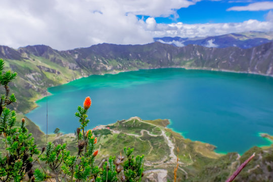 Beautiful andean plant chuquiragua, with an amazing view of lake of the Quilotoa caldera in the back. Quilotoa is the western volcano in Andes range and is located in andean region of Ecuador