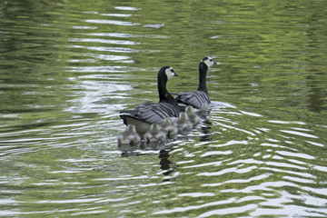 barnacle gooses swimming with their young ones