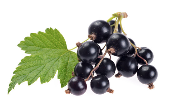 branch black currant isolated on white background