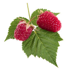 Sweet red raspberry on white background close-up
